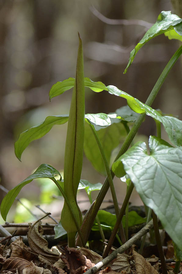 Arum maculatum / Gigaro scuro